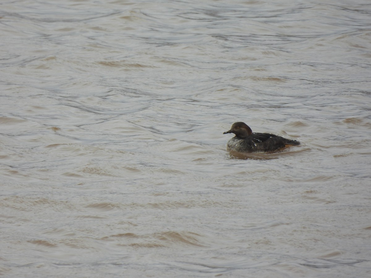 Hooded Merganser - ML645458391