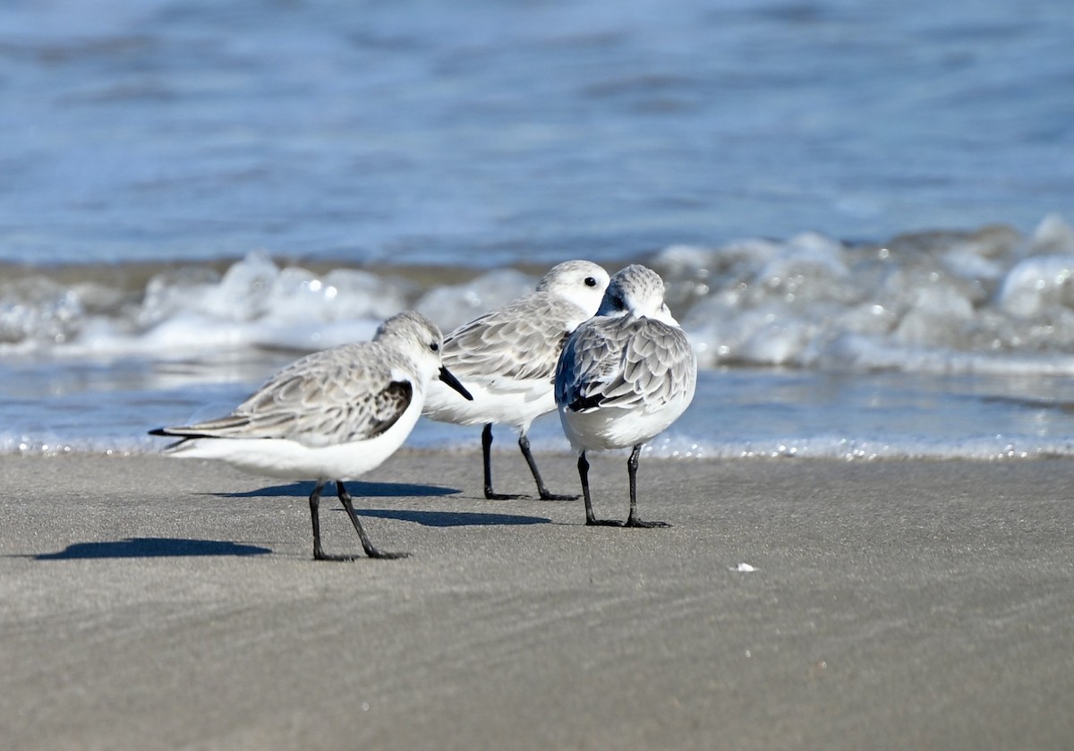 Песчанка - ML645458392