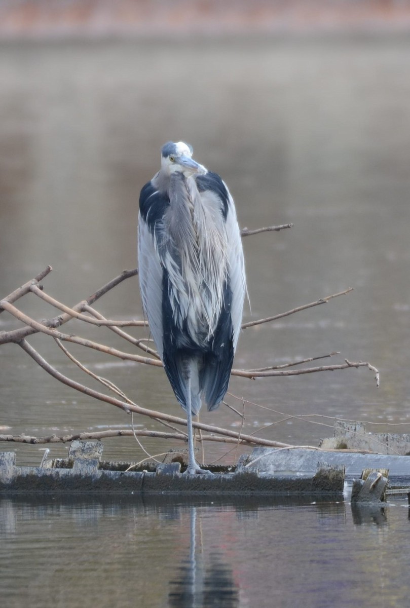 オオアオサギ - ML645458399