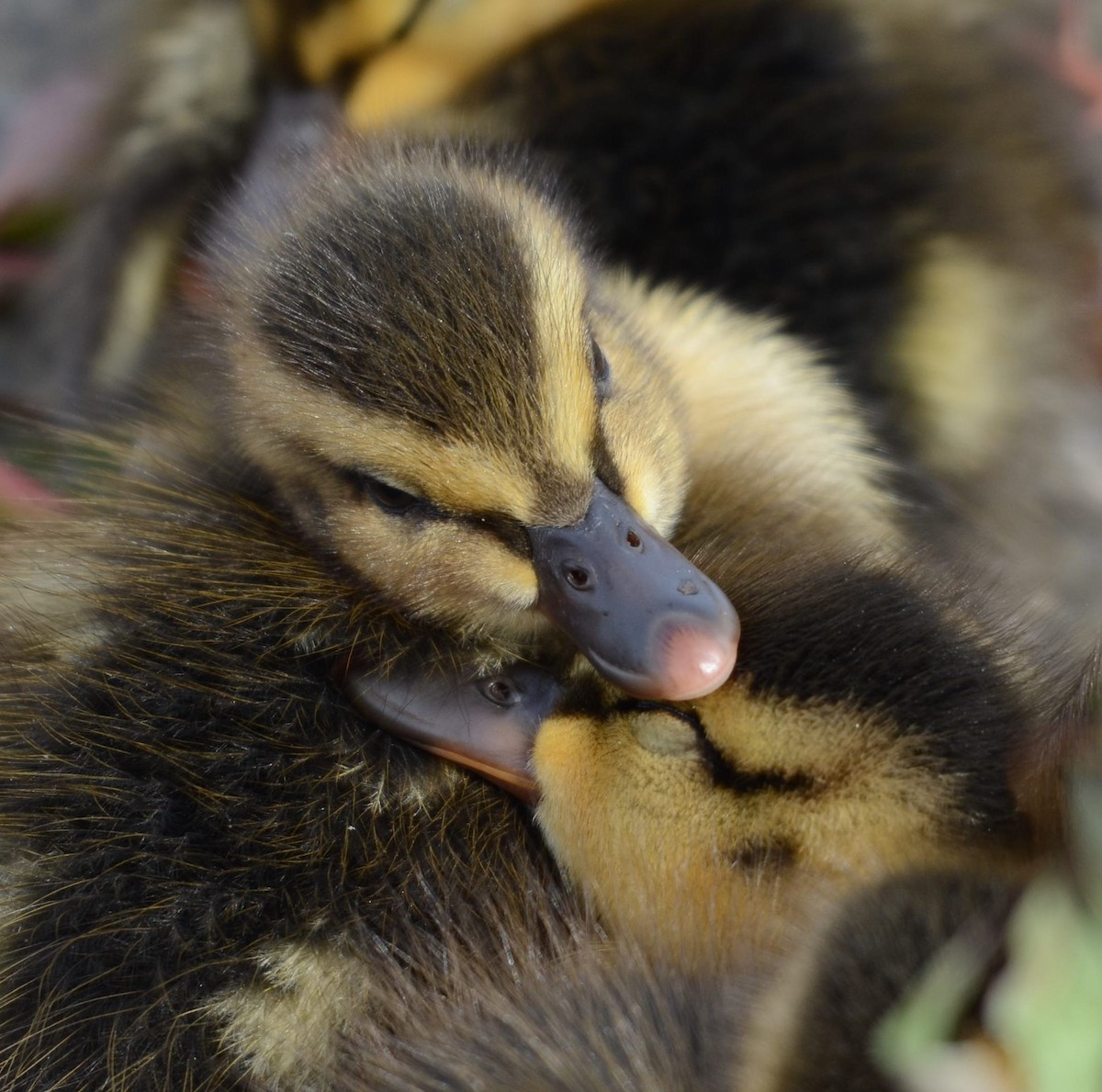 マガモ - ML645458408