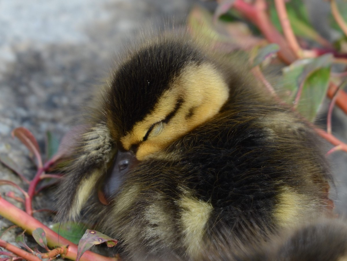 マガモ - ML645458409