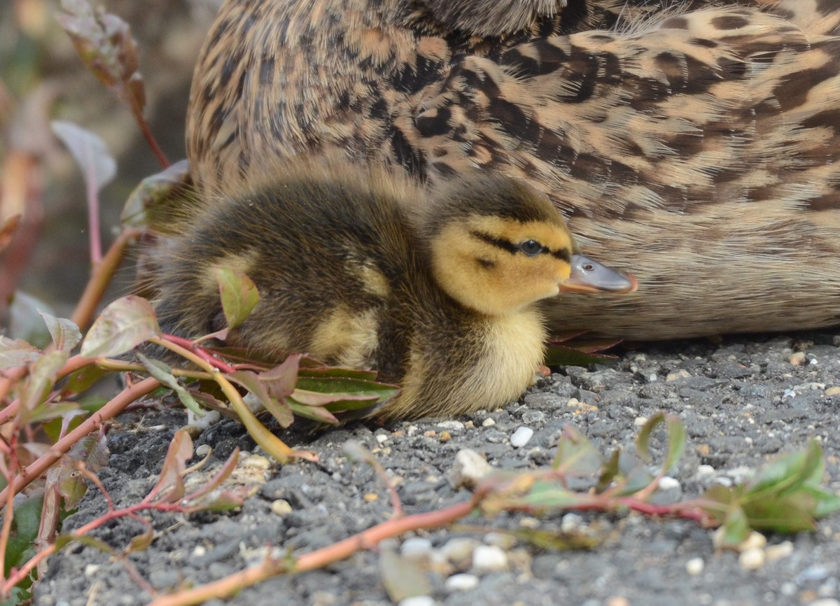 マガモ - ML645458410