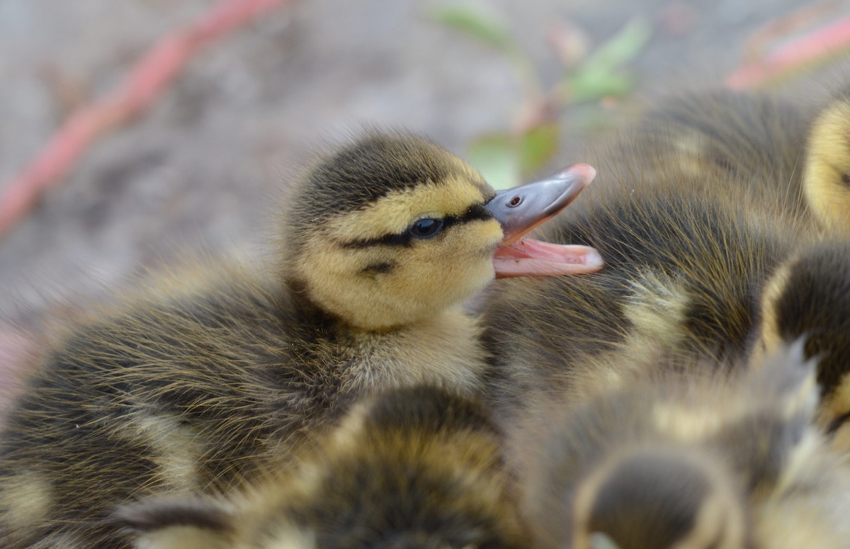 マガモ - ML645458411