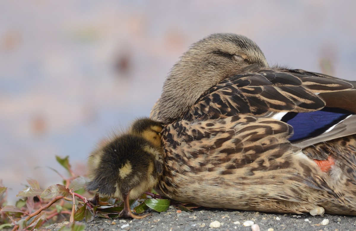 マガモ - ML645458412