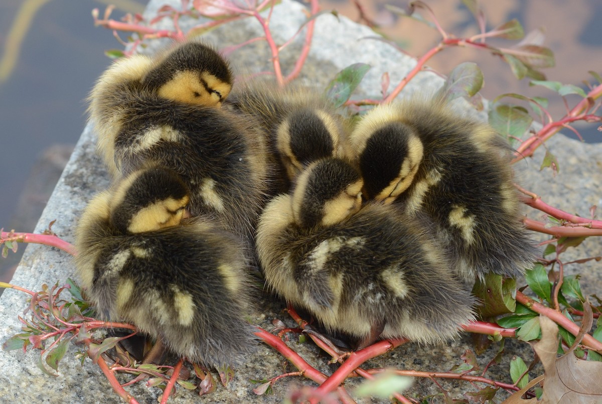 マガモ - ML645458413