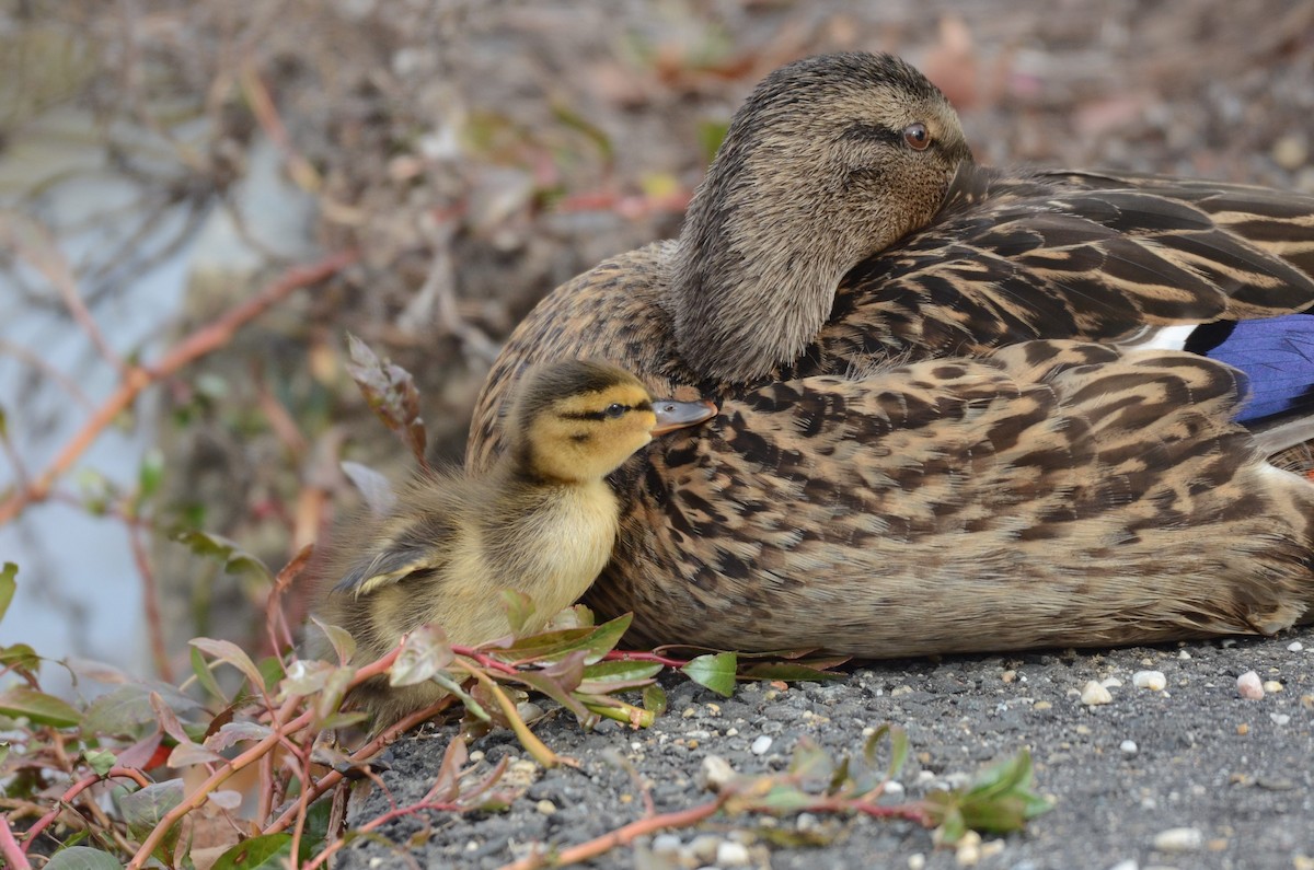 マガモ - ML645458414