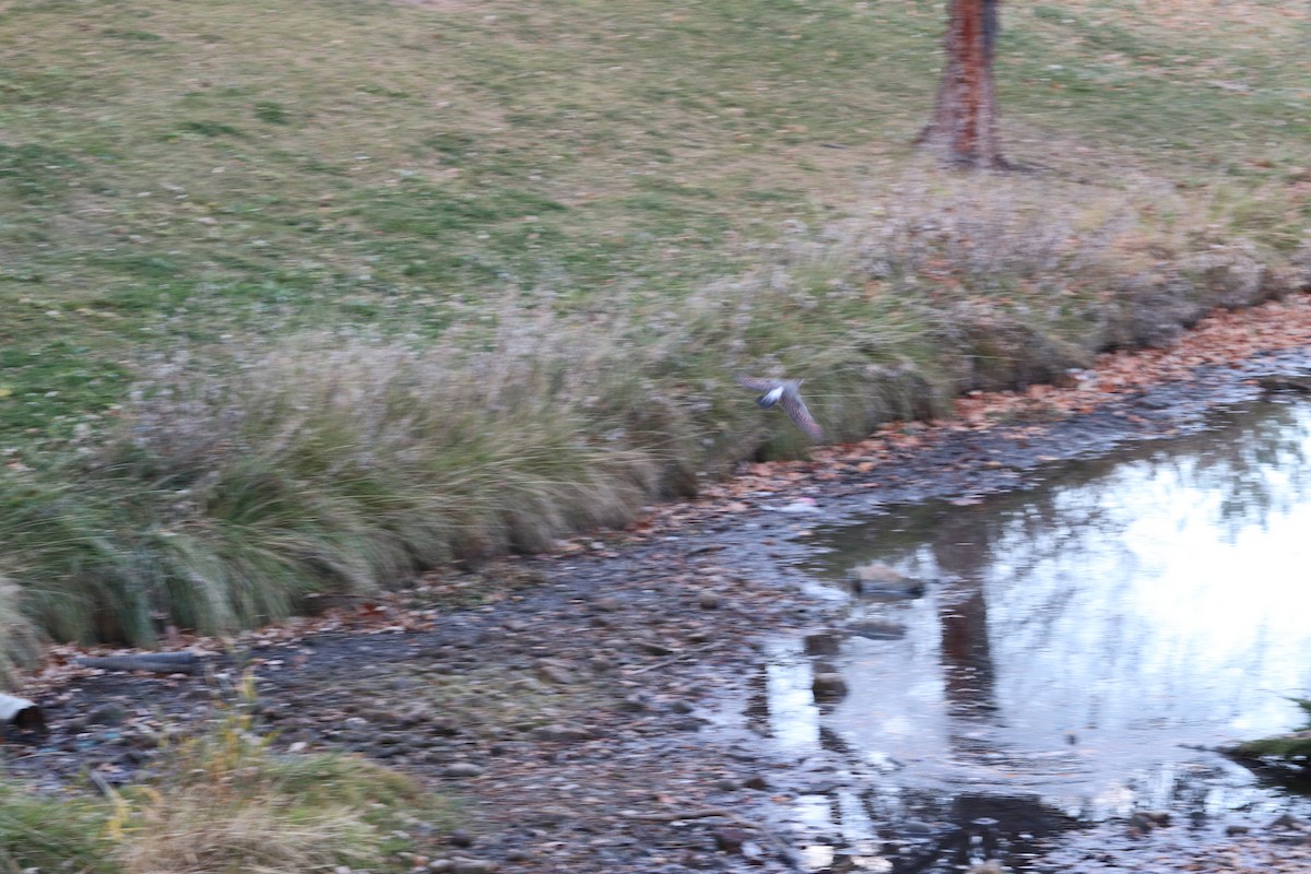 Northern Flicker (Red-shafted) - ML645458415
