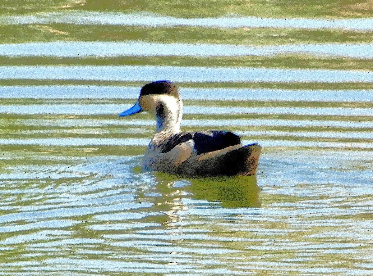 Blue-billed Teal - ML645458419