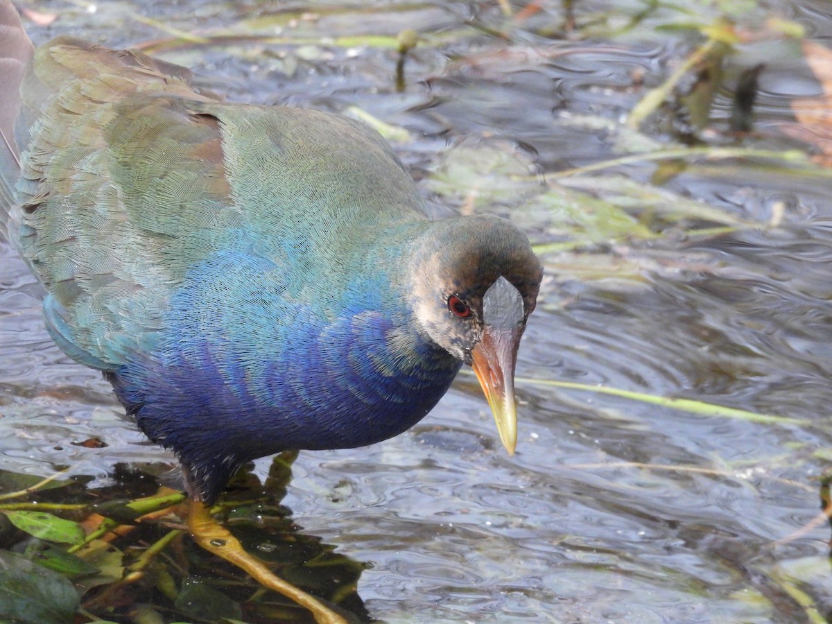 Pollo sultano della Martinica - ML645458440