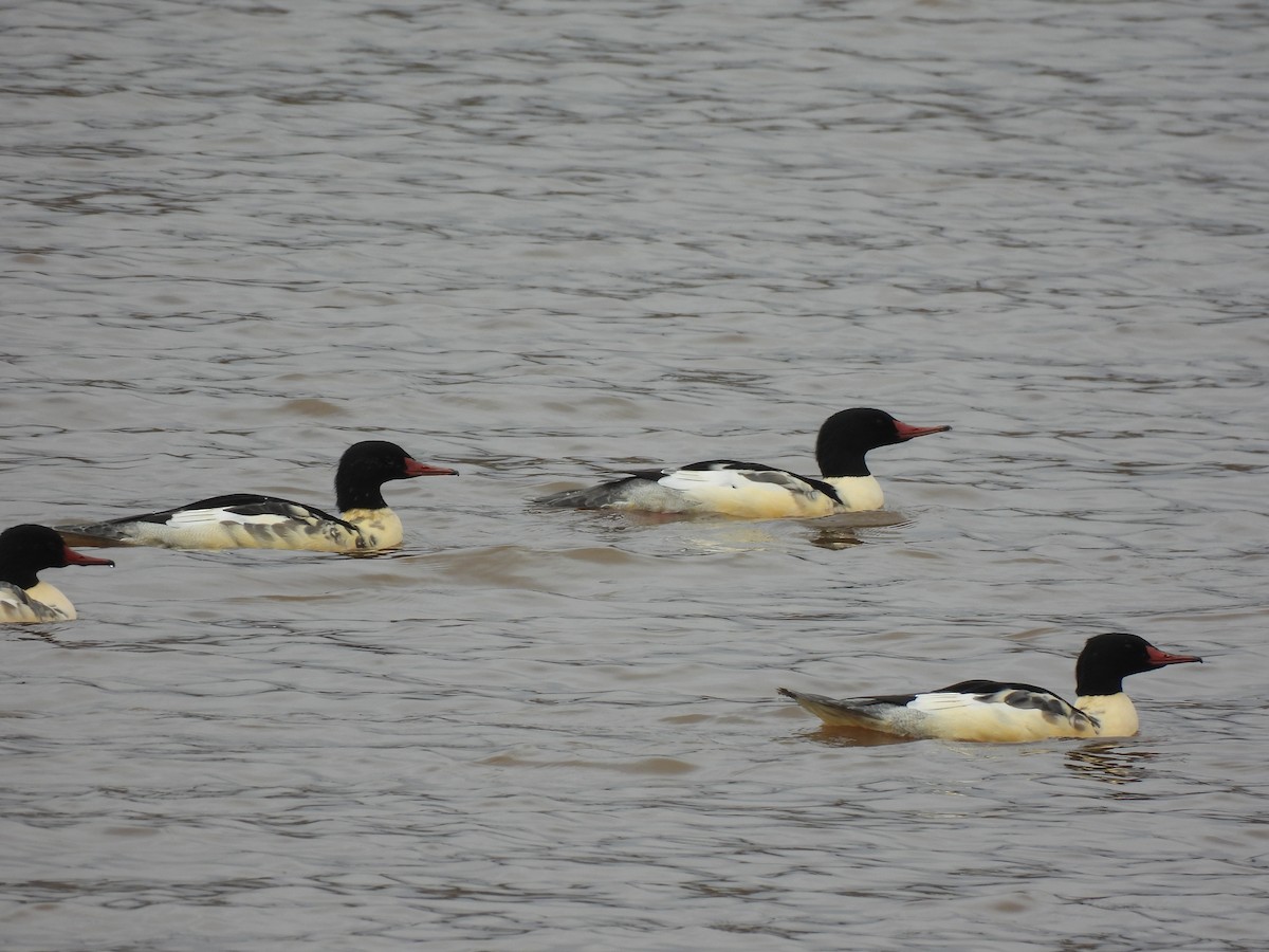 Common Merganser - ML645458446
