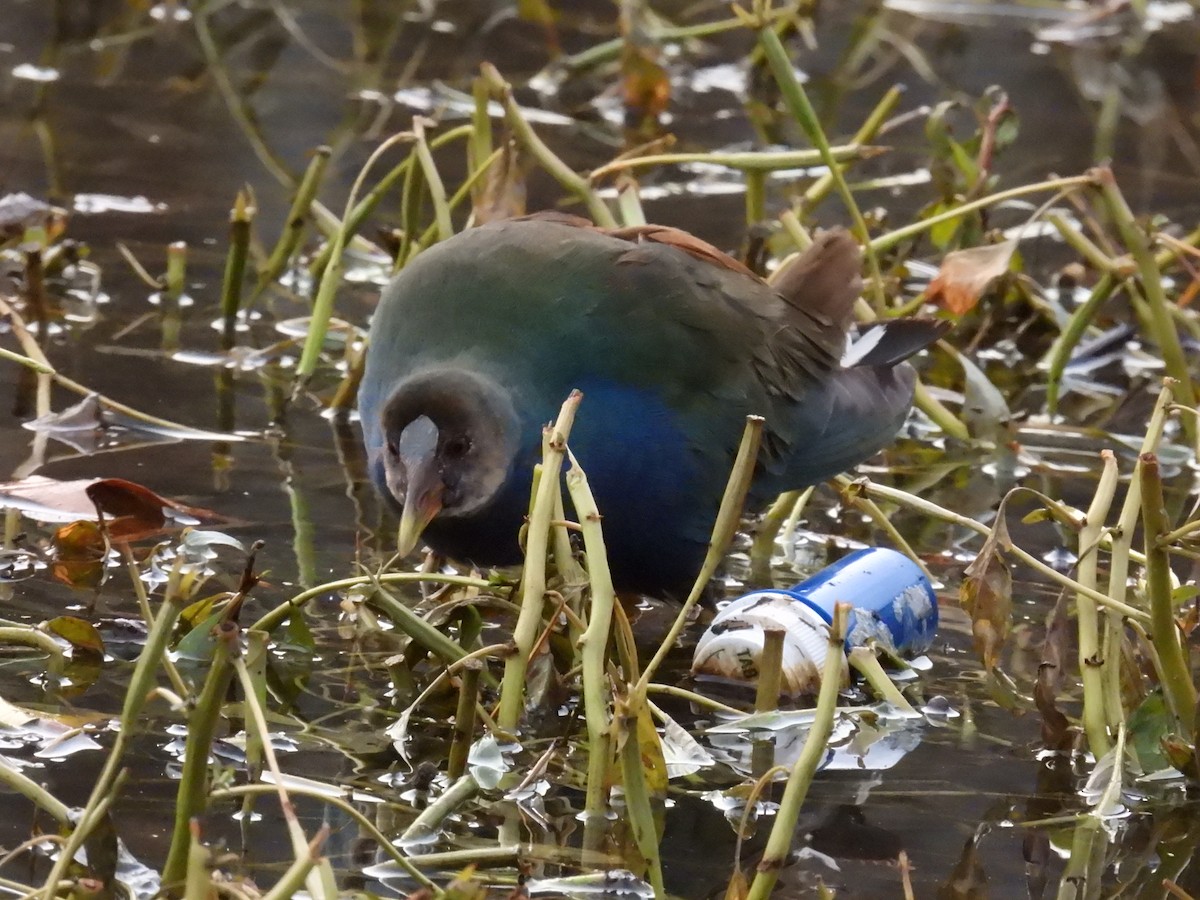 Pollo sultano della Martinica - ML645458447