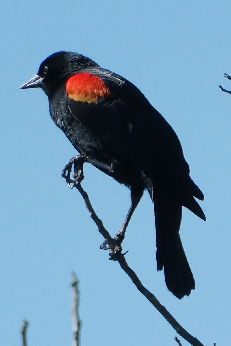 Red-winged Blackbird - ML645458450