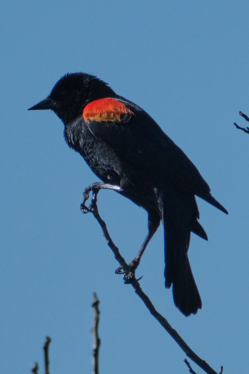 Red-winged Blackbird - ML645458451