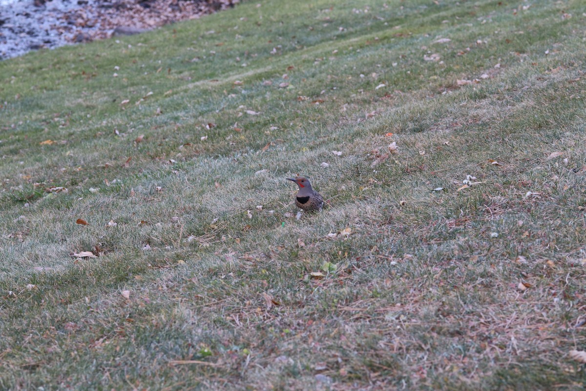 Northern Flicker (Red-shafted) - ML645458455