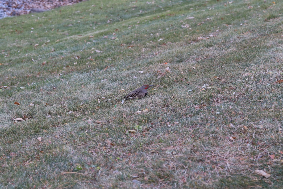 Northern Flicker (Red-shafted) - ML645458456