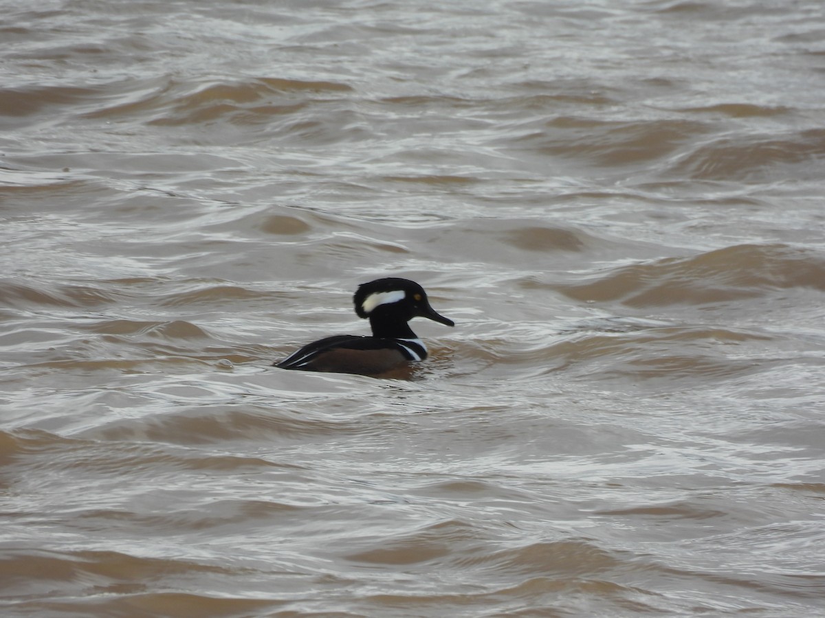 Hooded Merganser - ML645458474
