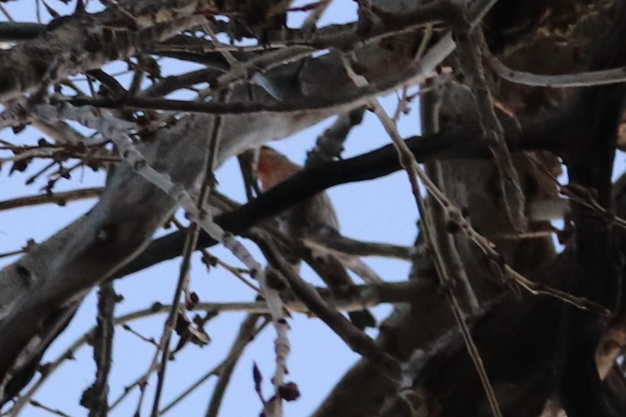 House Finch - ML645458475