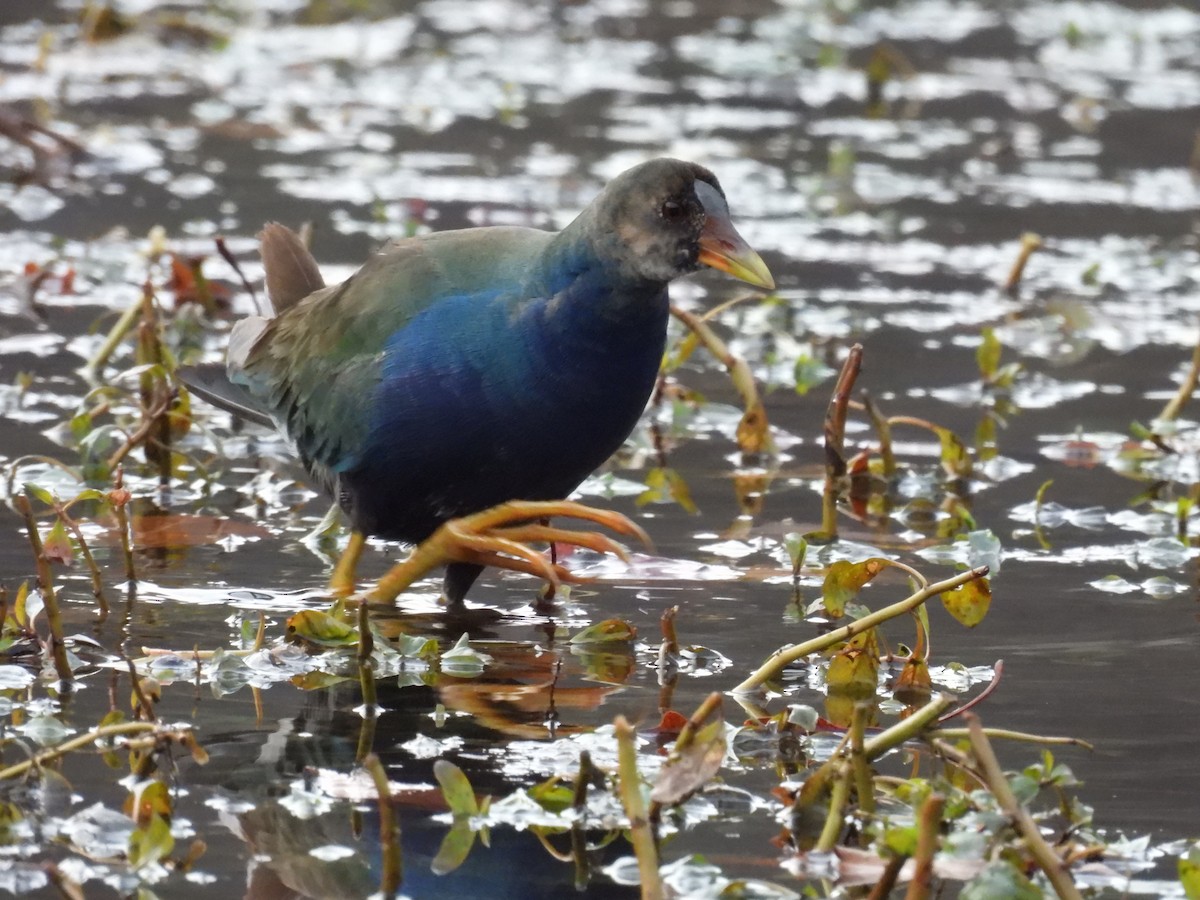 Pollo sultano della Martinica - ML645458481