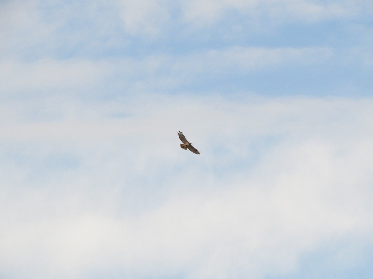 Red-tailed Hawk - ML645458482