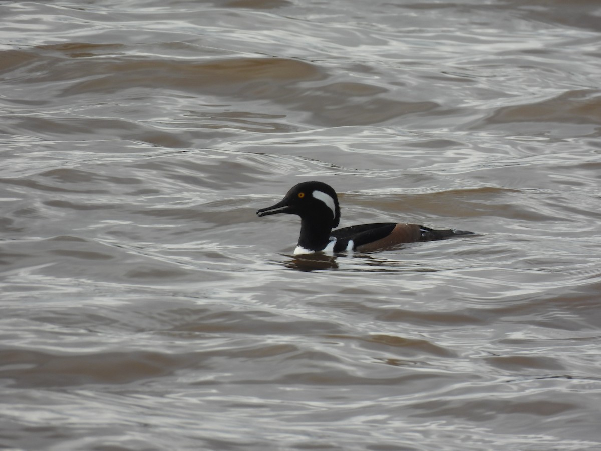 Hooded Merganser - ML645458490