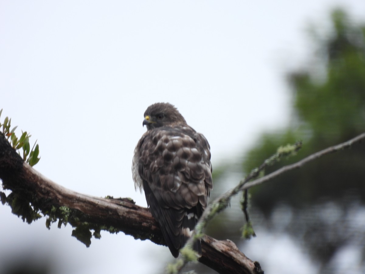 Broad-winged Hawk - ML645458496
