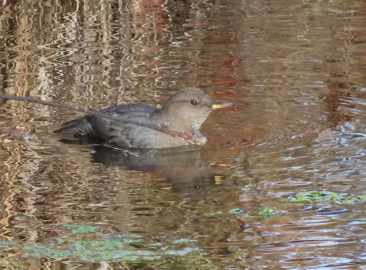 Ur-zozo iparramerikarra - ML645458517