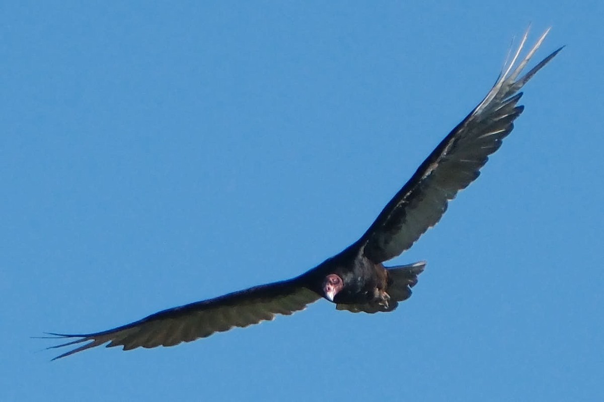Turkey Vulture - ML645458518