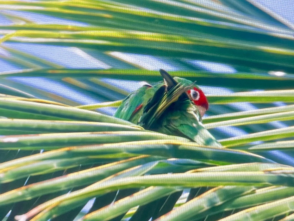 Red-masked Parakeet - ML645458519