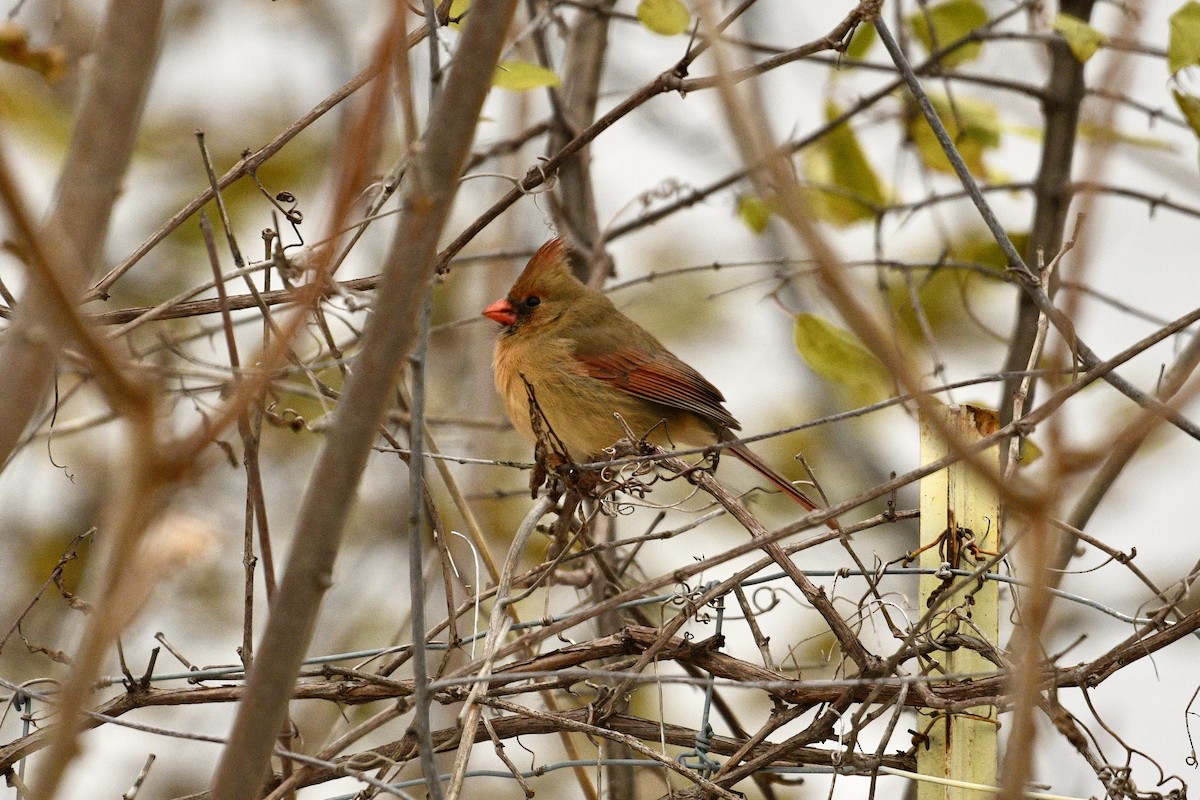 Northern Cardinal - ML645458522