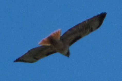 Red-shouldered Hawk - ML645458523