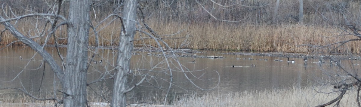 Свищ американський - ML645458524