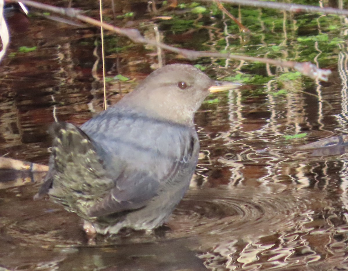 Ur-zozo iparramerikarra - ML645458526