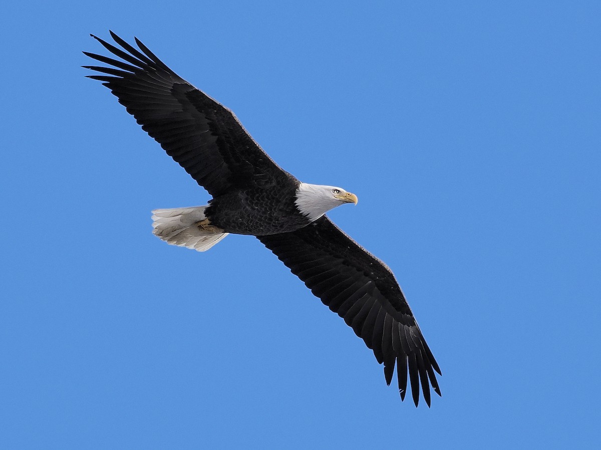 Bald Eagle - ML645458529