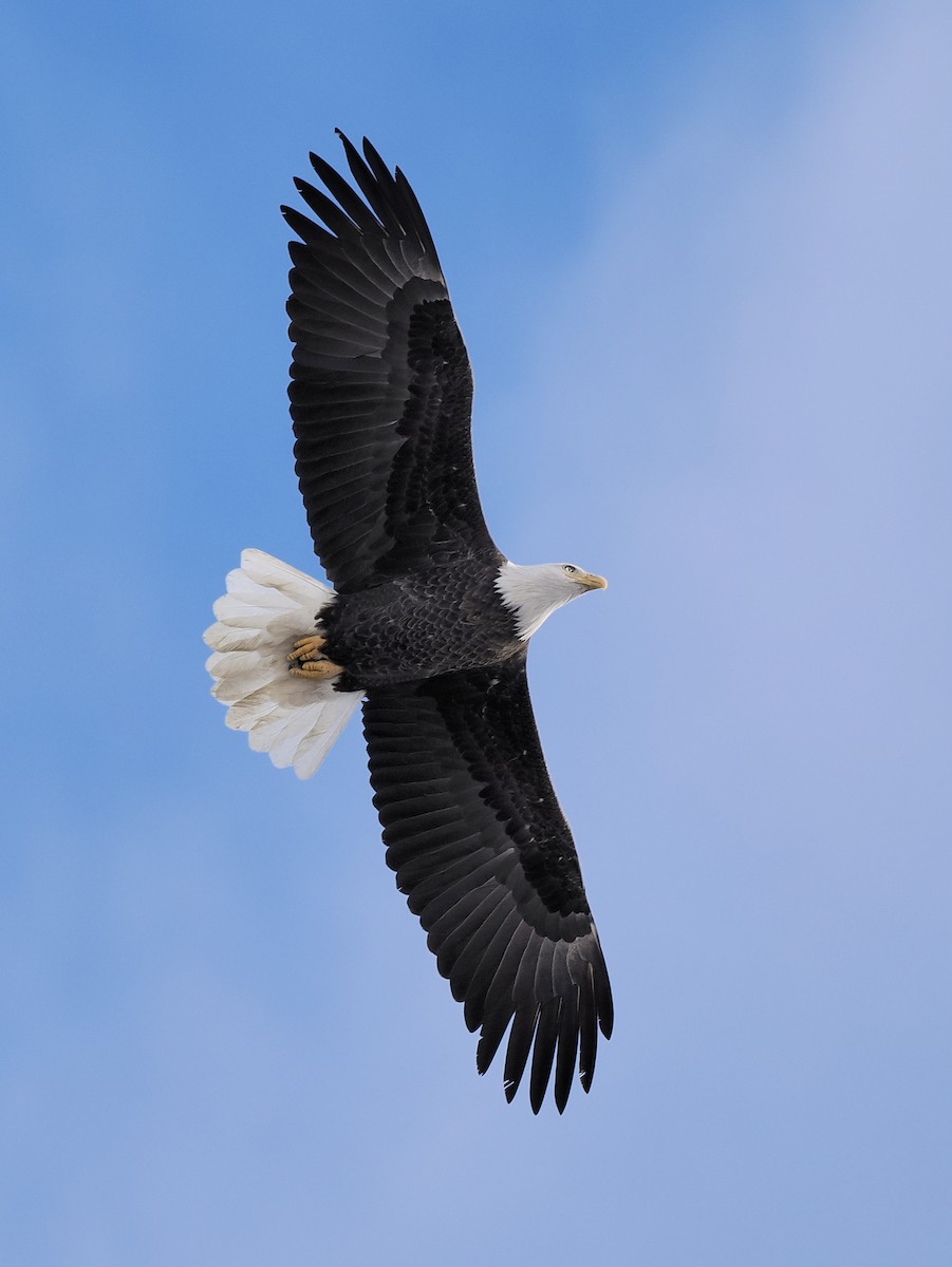 Bald Eagle - ML645458530