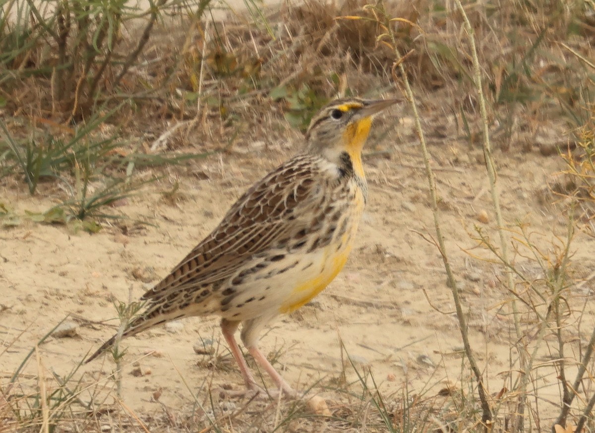 Western Meadowlark - ML645458535