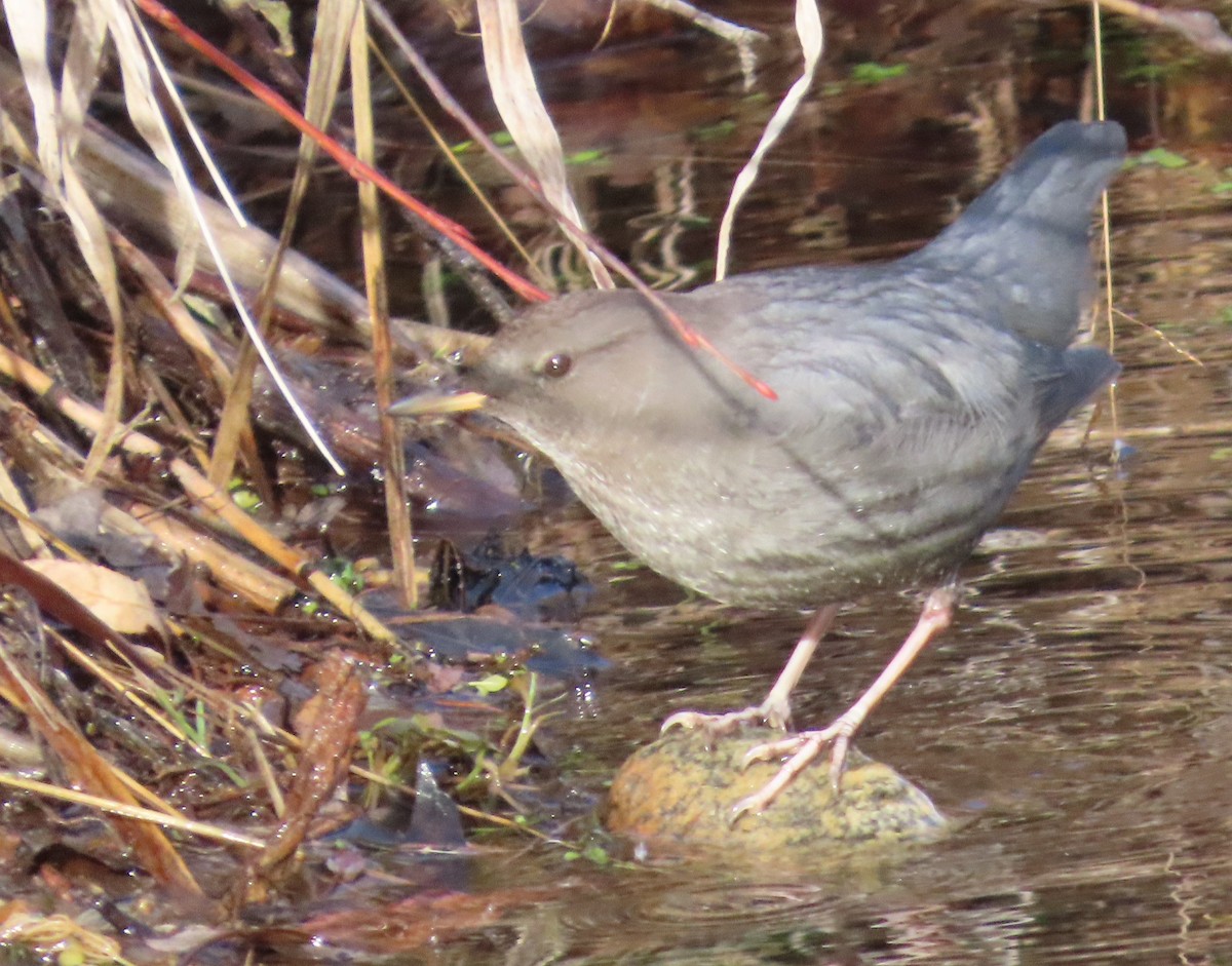 Ur-zozo iparramerikarra - ML645458538