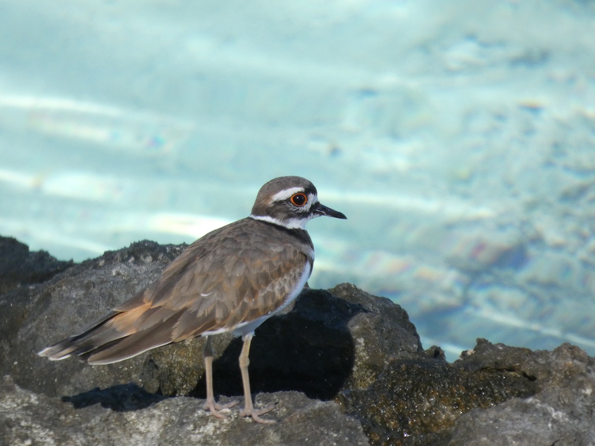 Killdeer - ML645458539