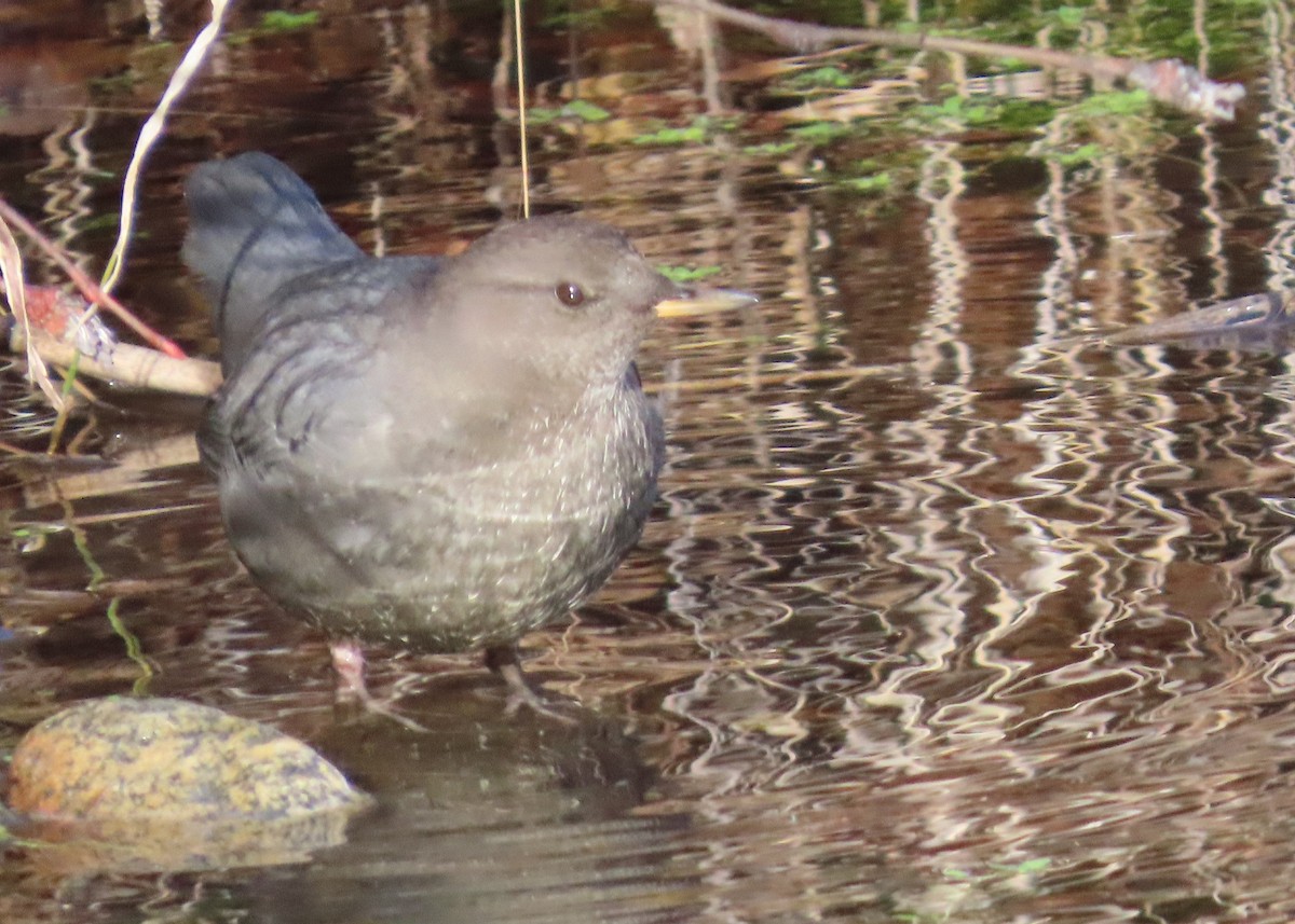 Ur-zozo iparramerikarra - ML645458555