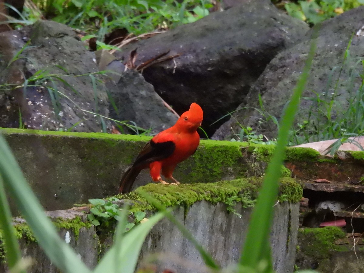 skalňák andský - ML645458557