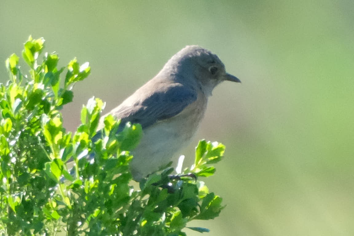 Western Bluebird - ML645458559