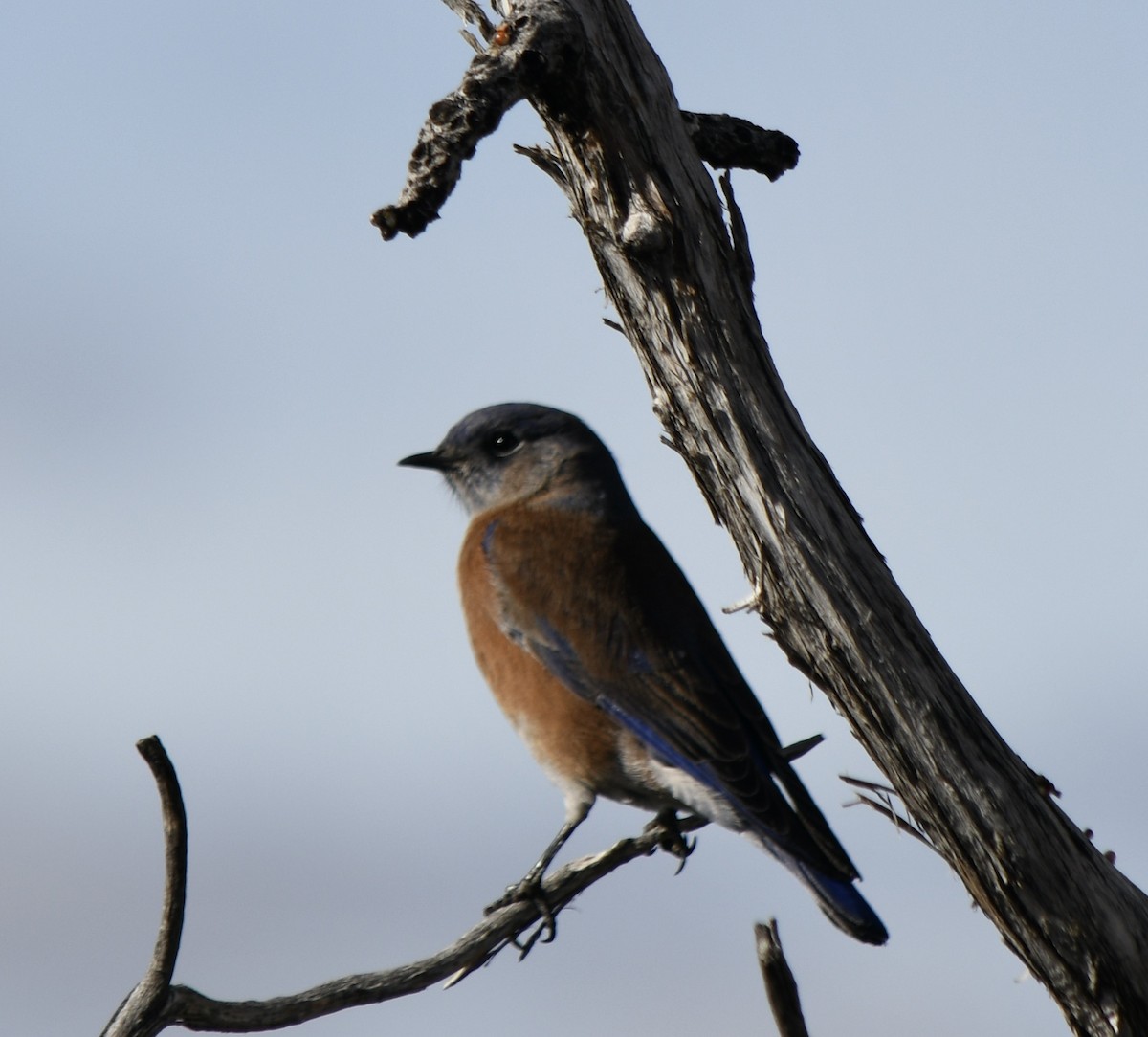 Western Bluebird - ML645458561