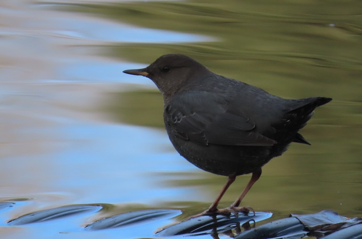 Ur-zozo iparramerikarra - ML645458563