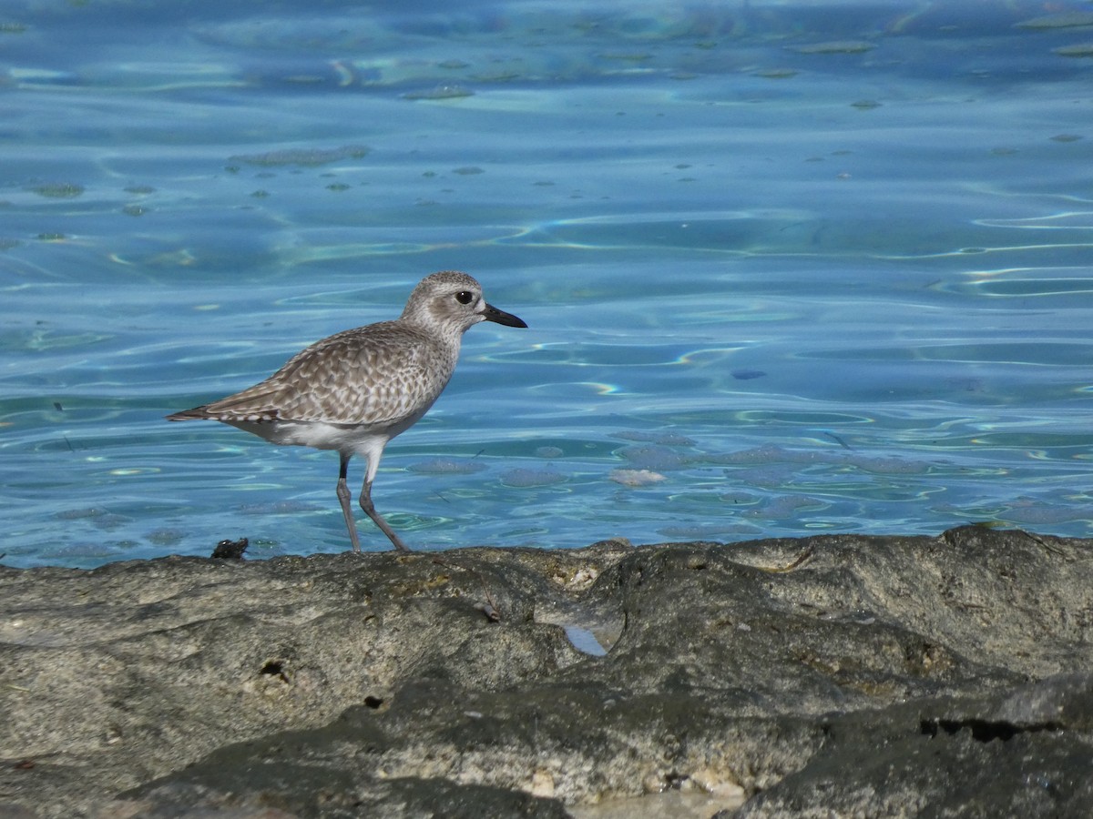 Black-bellied Plover - ML645458573