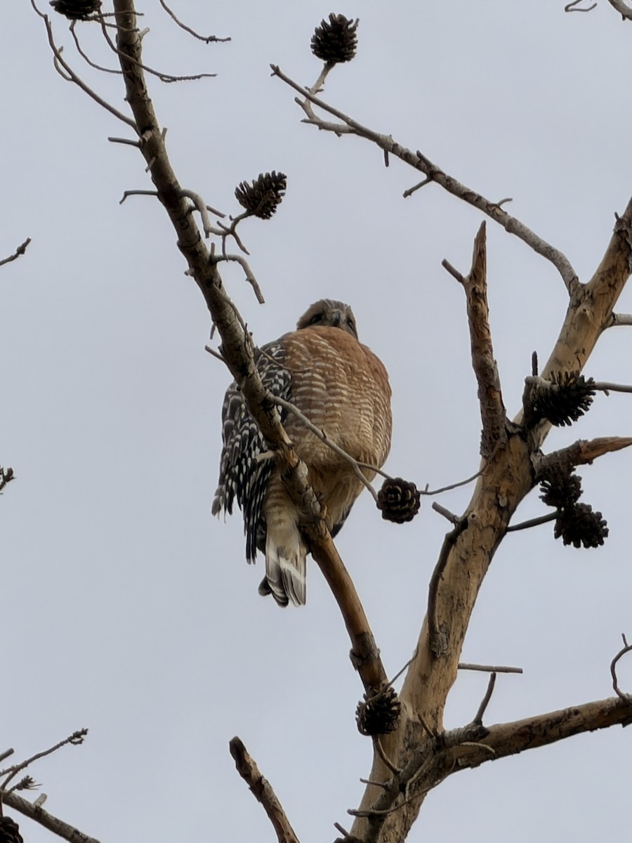 Red-shouldered Hawk - ML645458577