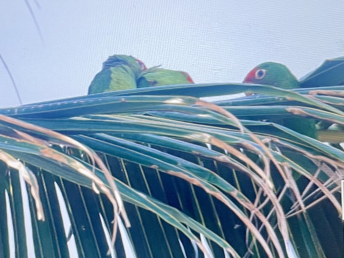 Red-masked Parakeet - ML645458578