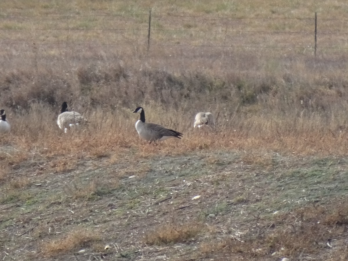 小加拿大雁 - ML645458580