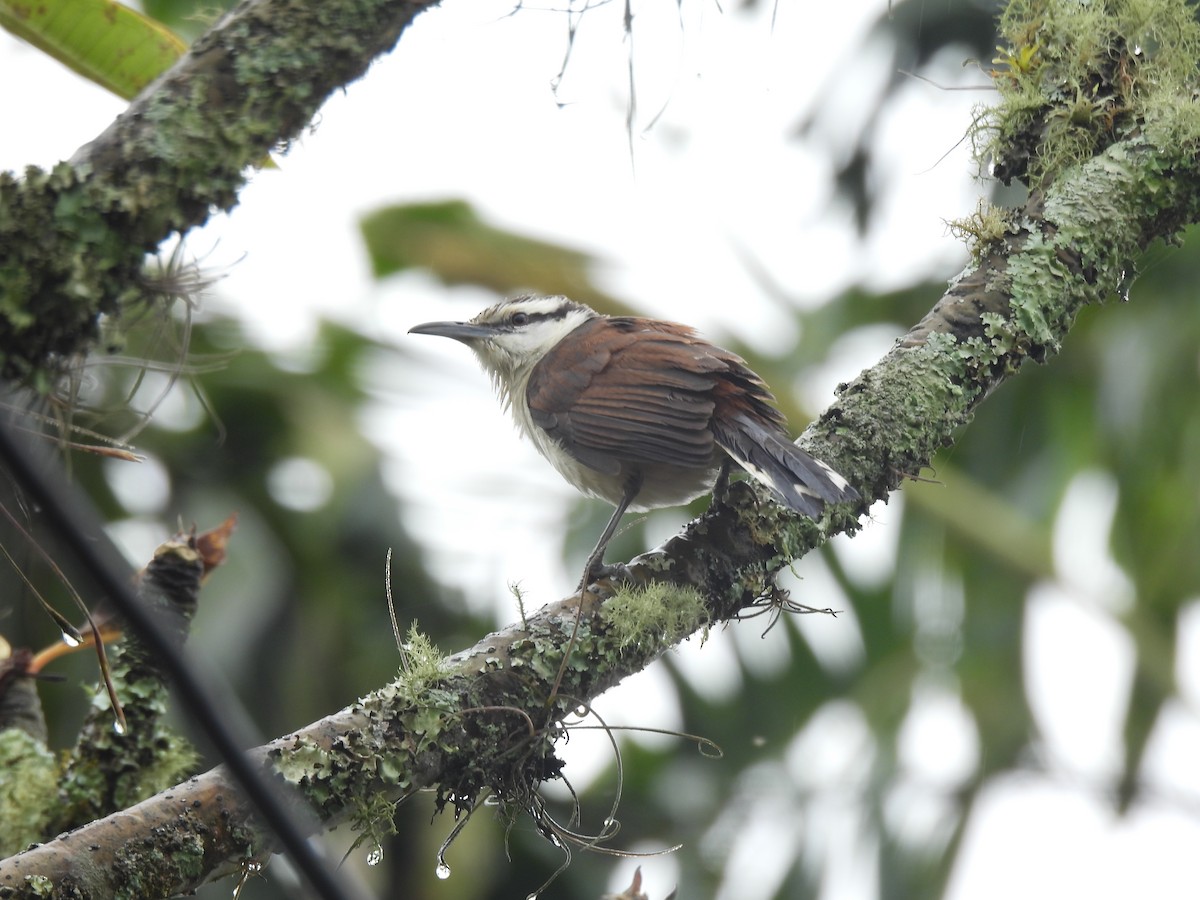 střízlík kolumbijský - ML645458581