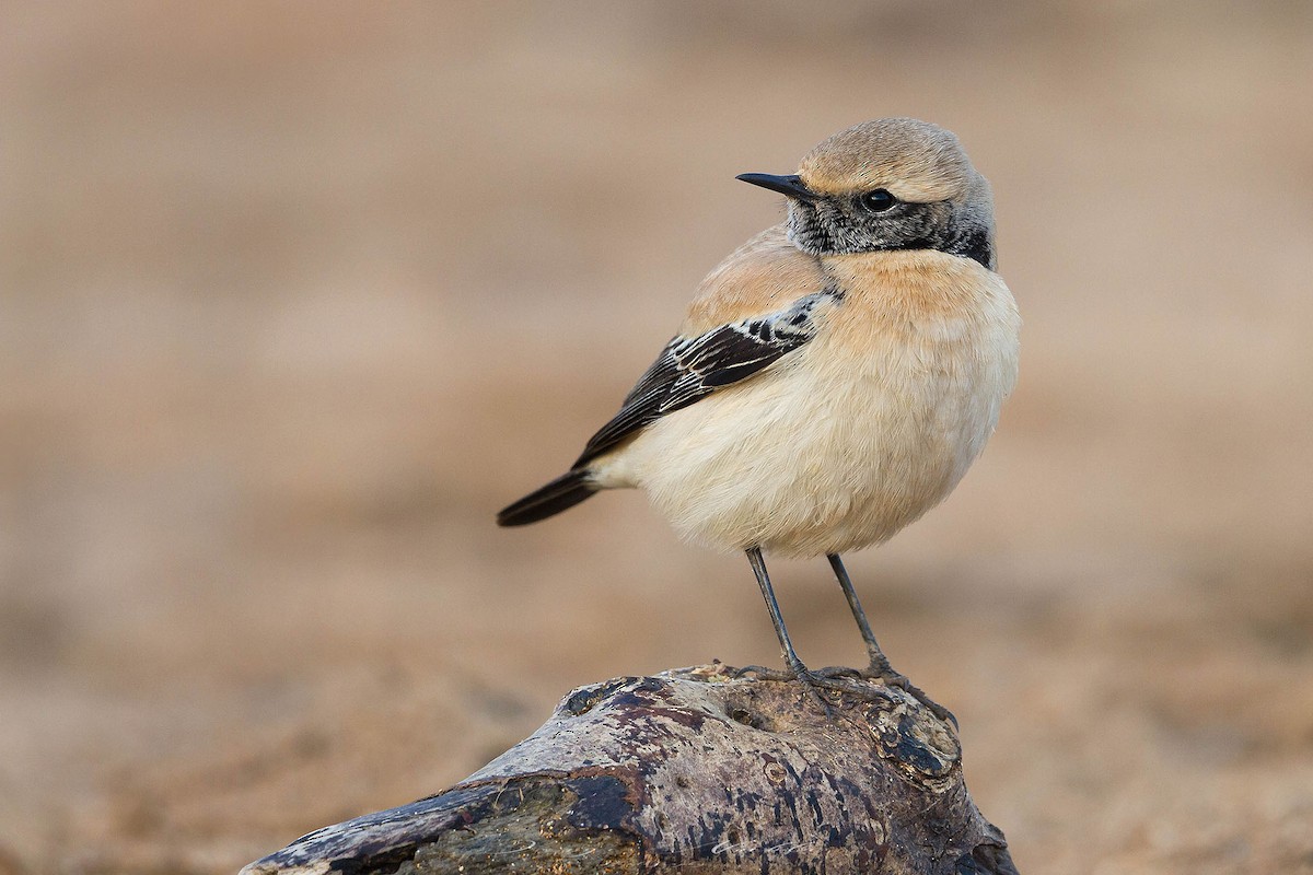 Цөлийн чогчиго - ML645458582