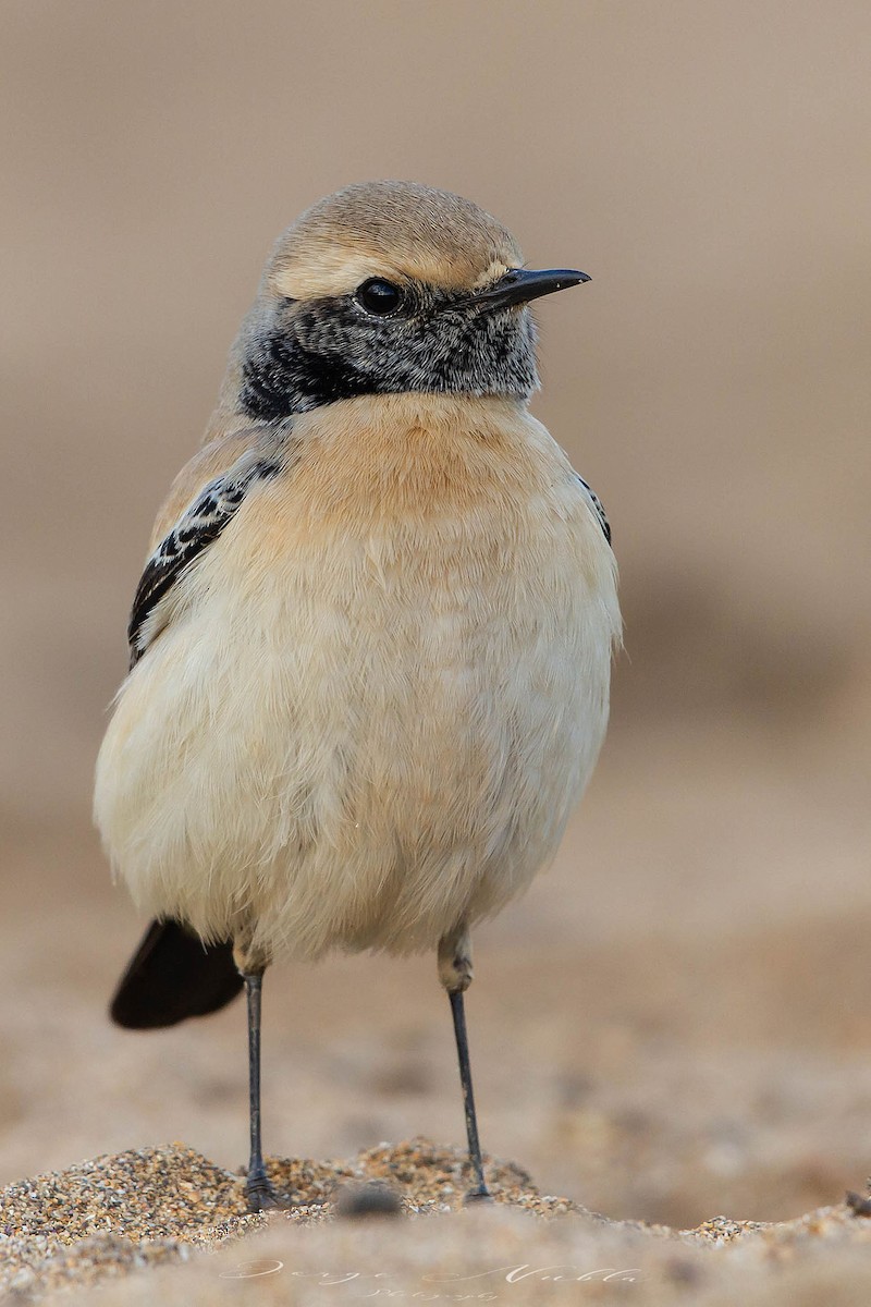 Цөлийн чогчиго - ML645458583