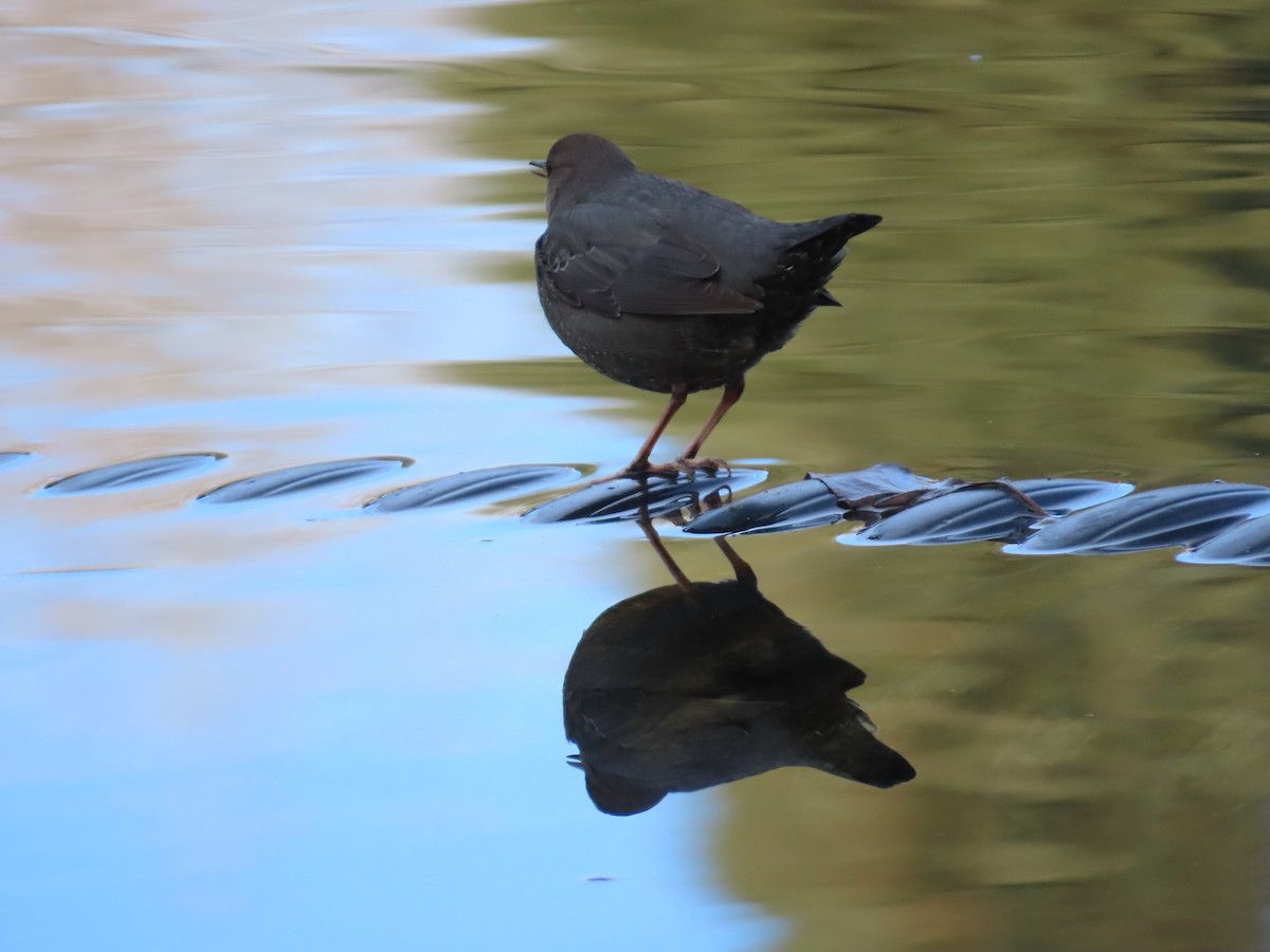 Ur-zozo iparramerikarra - ML645458584